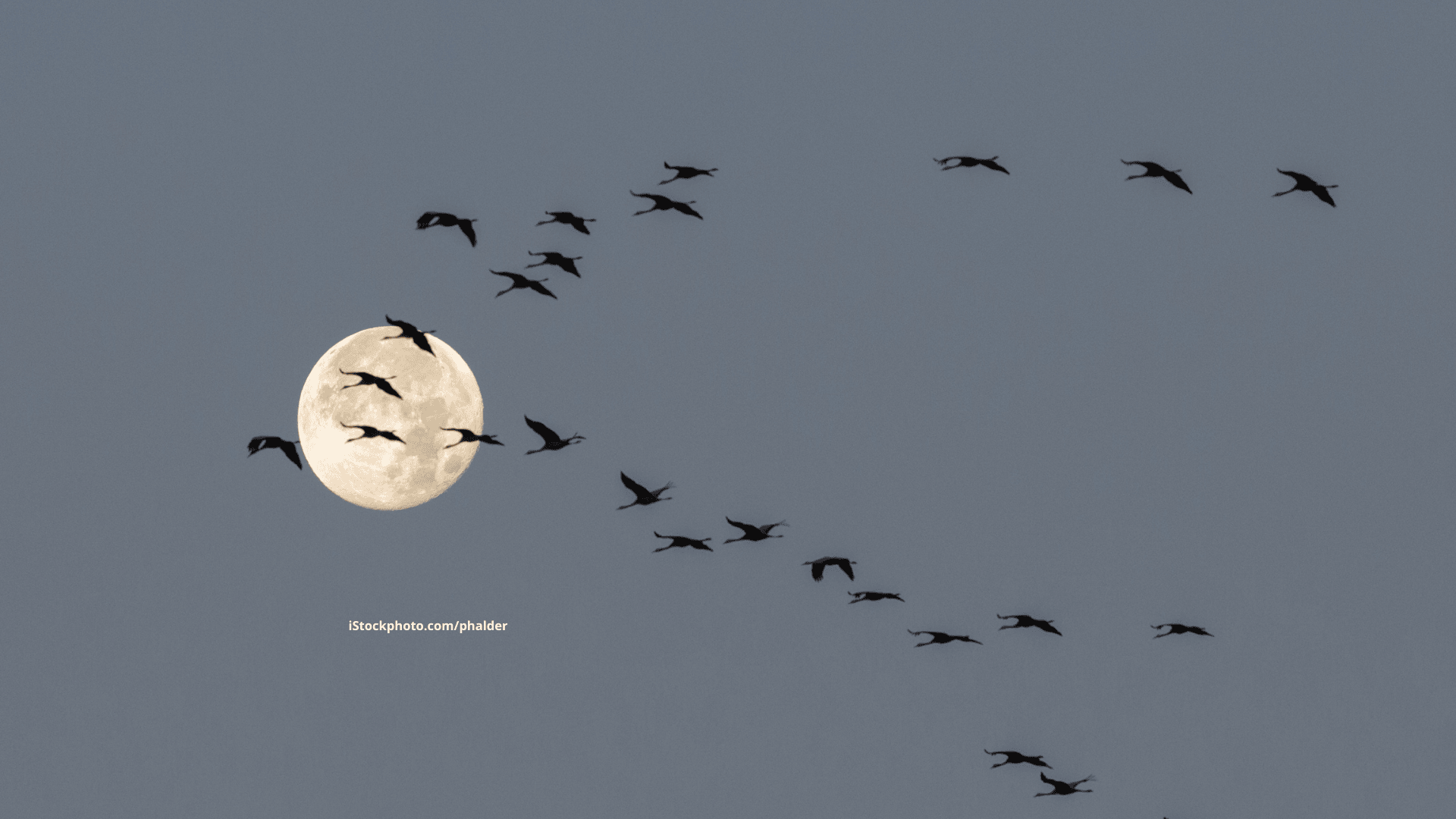 Vögel kommen früher aus ihrem Winterquartier zurück