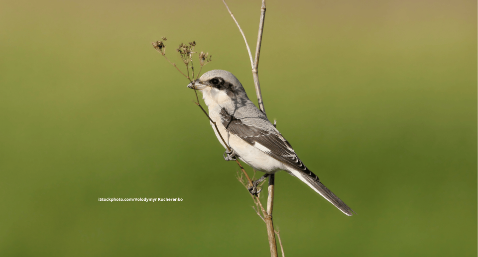 Raubwürger: Jäger mit Weitblick
