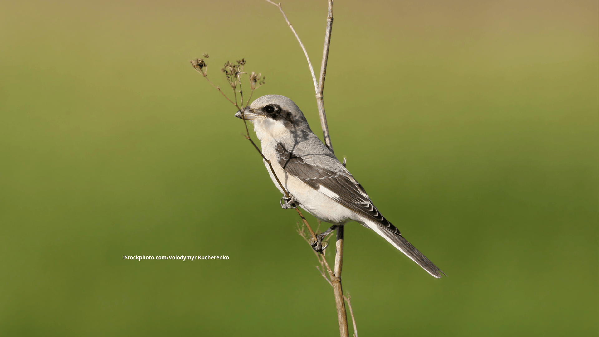 Raubwürger: Jäger mit Weitblick