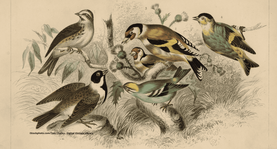 Berühmte Vogelbeobachter: Johann Friedrich Naumann (1780–1857)