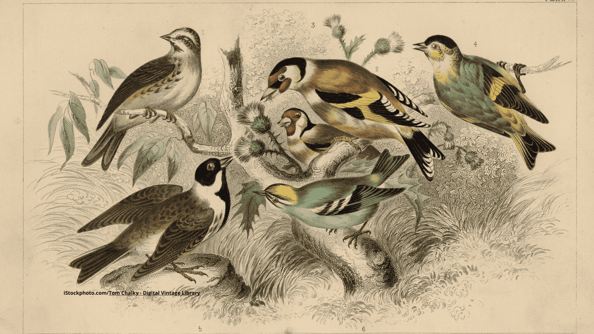 Berühmte Vogelbeobachter: Johann Friedrich Naumann (1780–1857)