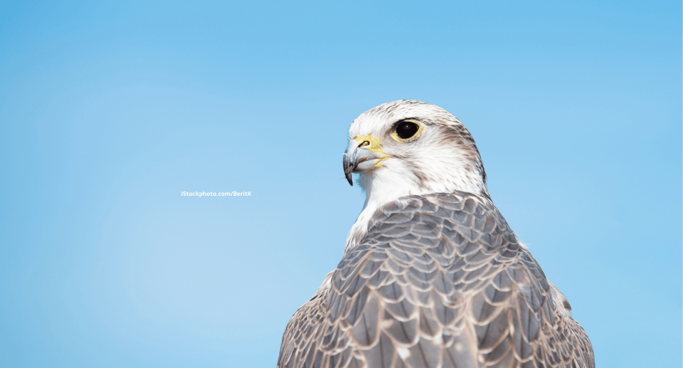 Falken (Vogelfamilie)