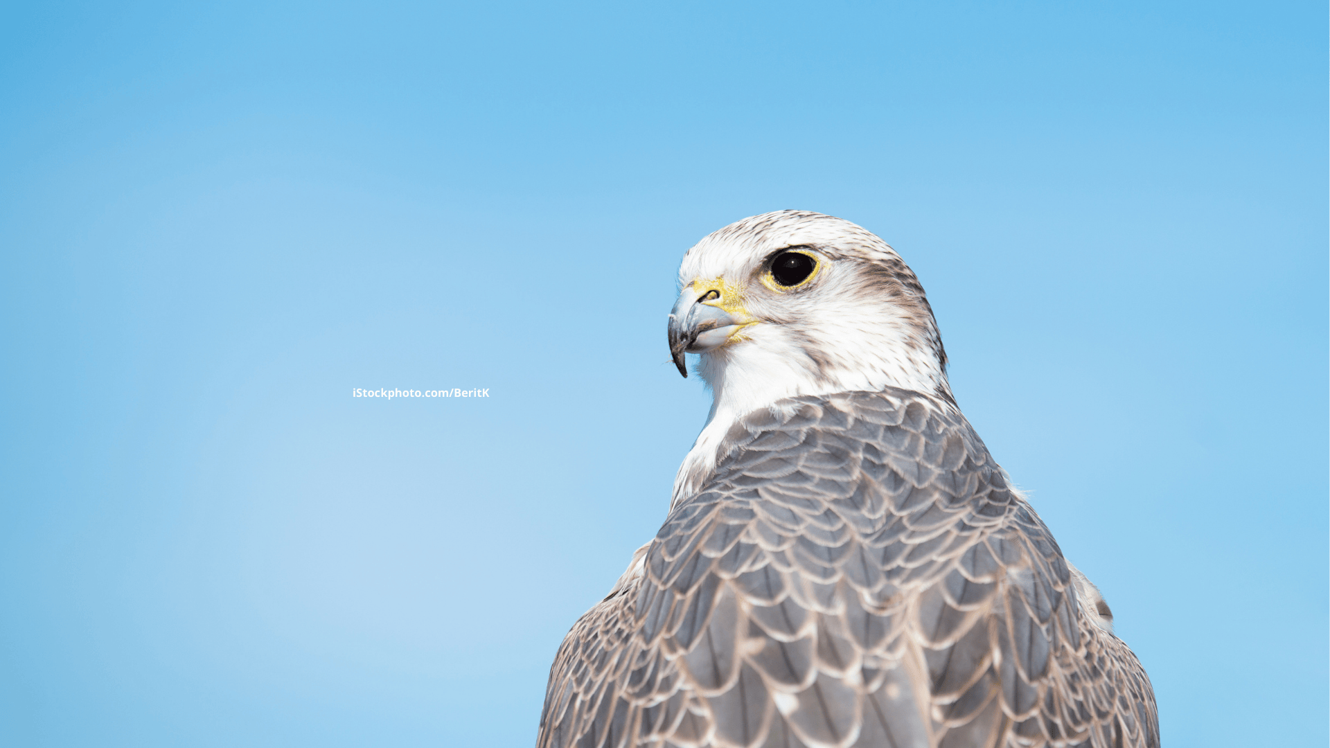 Falken (Vogelfamilie)