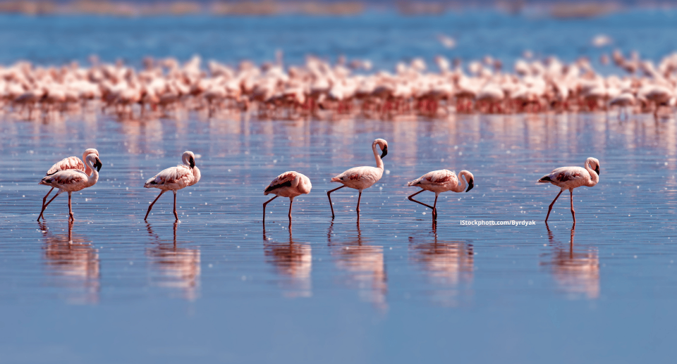 Vogelbeobachtung in der Camargue