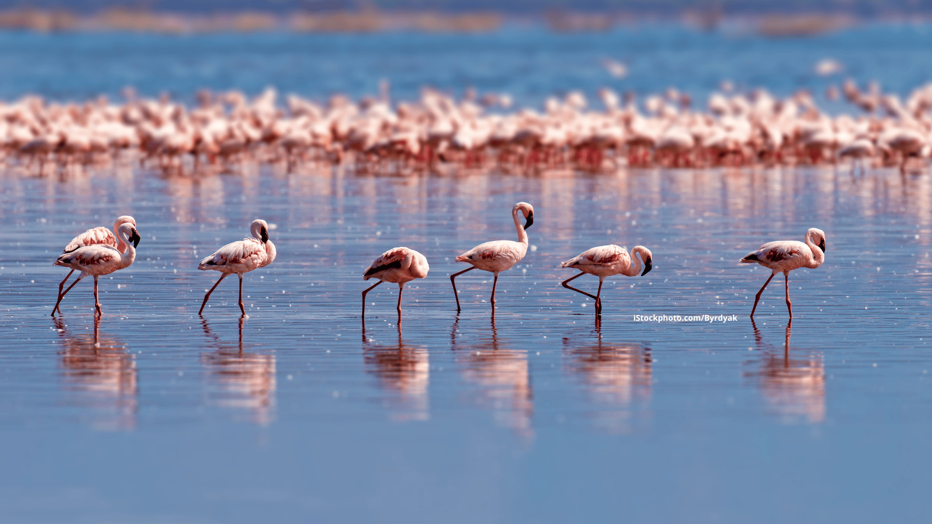 Vogelbeobachtung in der Camargue