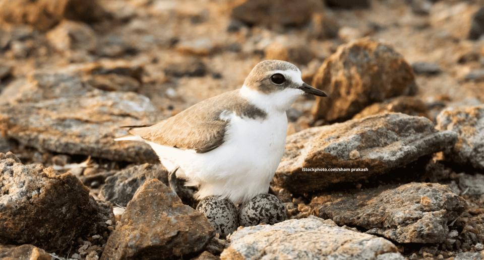 Regenpfeifer (Vogelfamilie)