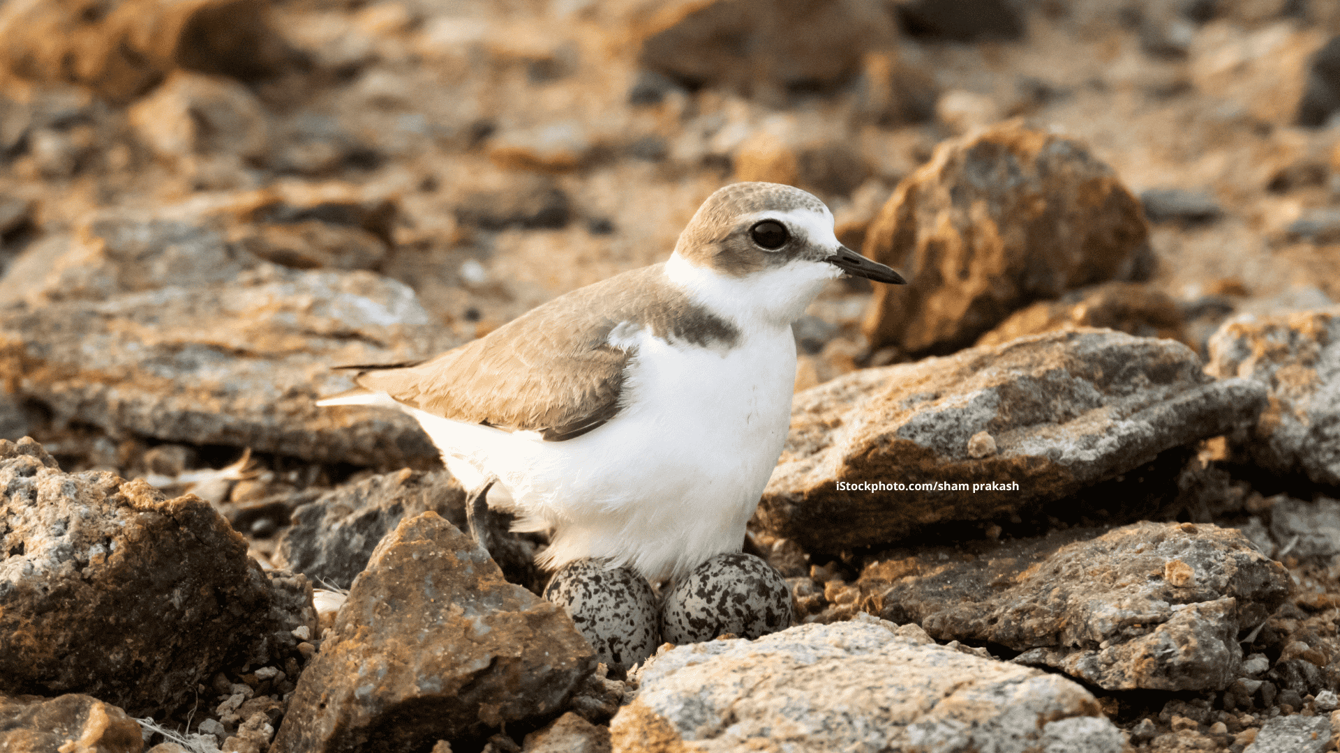 Regenpfeifer (Vogelfamilie)