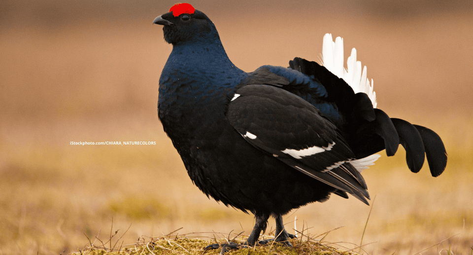 Ein Birkhahn, der seitlich zur Kamera, auf einer gelb-braunen Wiese steht