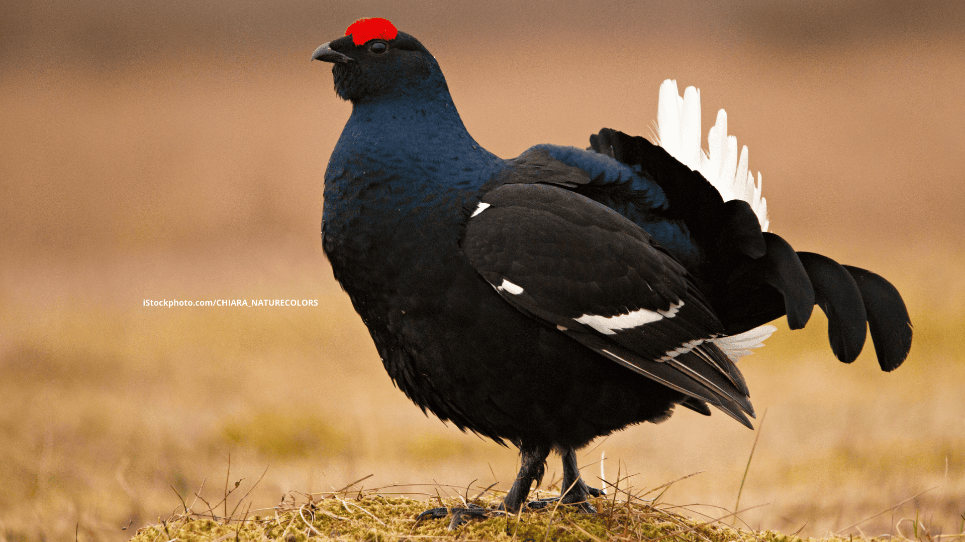 Birkhuhn: Seltener Waldgockel