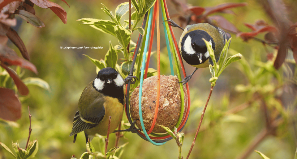 Meisen (Vogelfamilie)