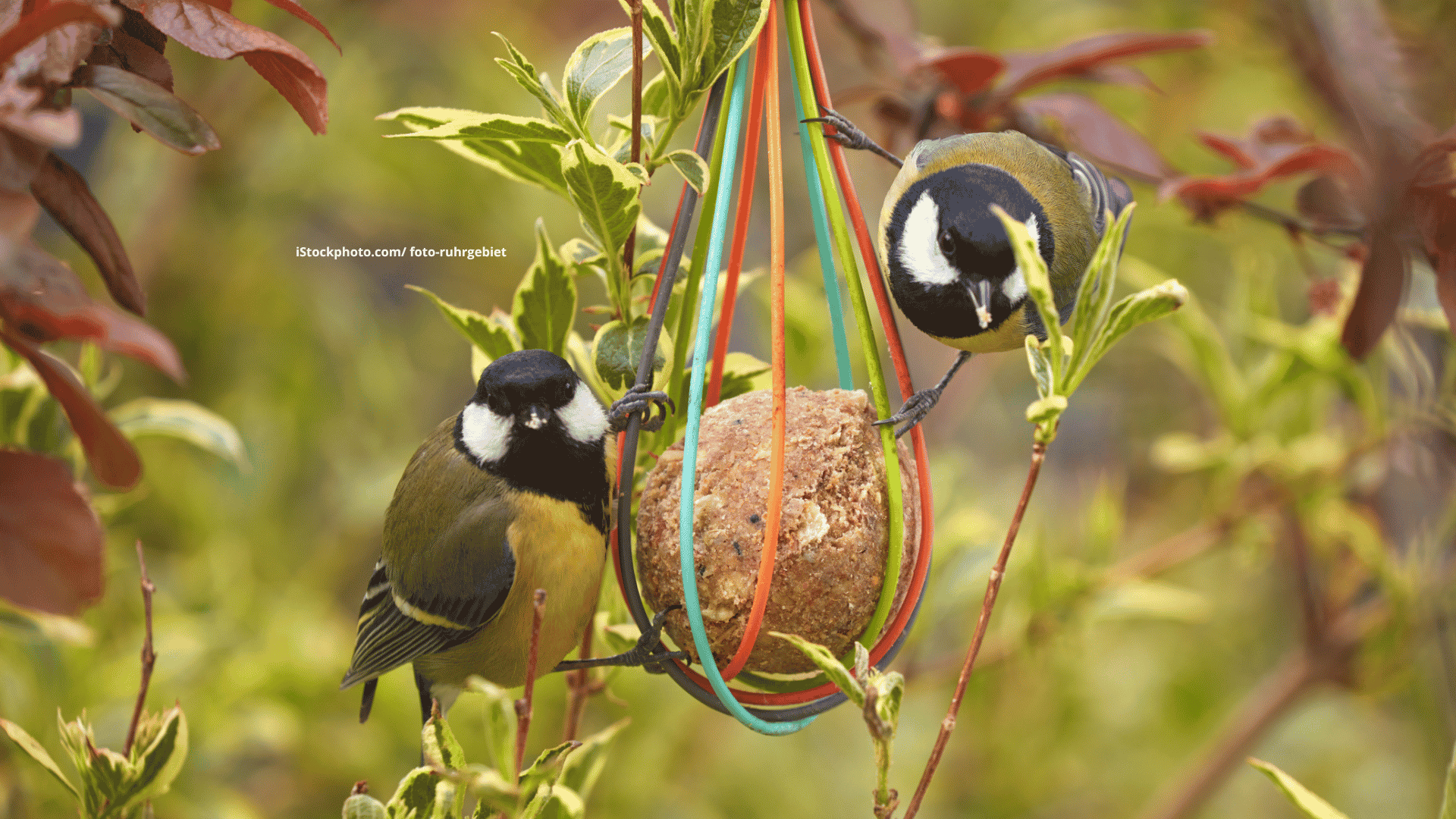 Meisen (Vogelfamilie)