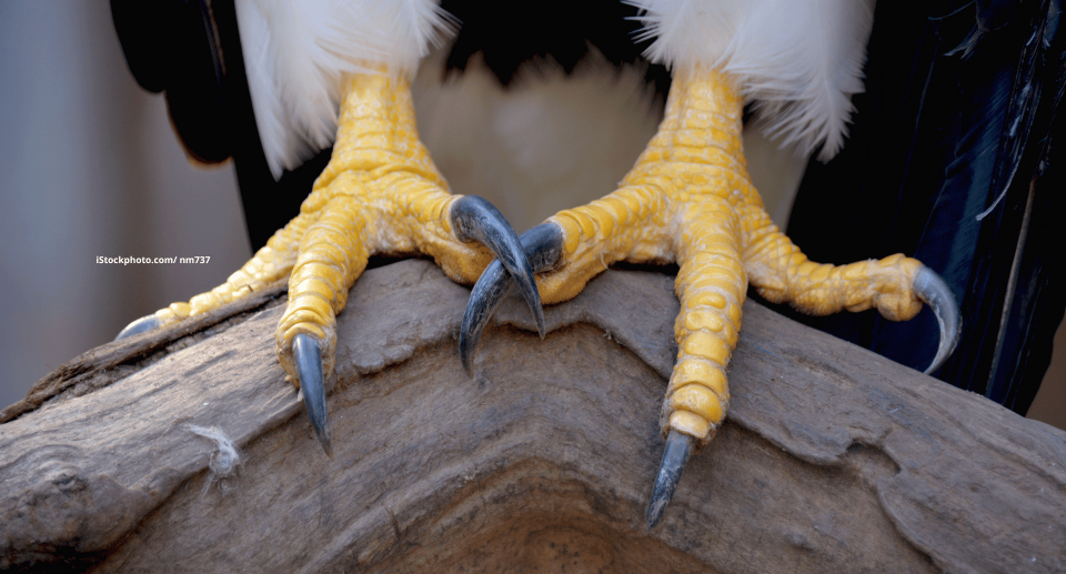 Die Füße der Vögel