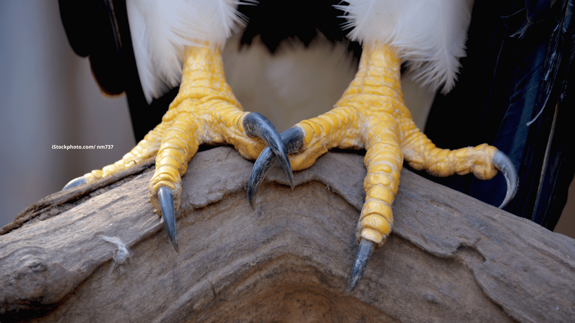 Die Füße der Vögel
