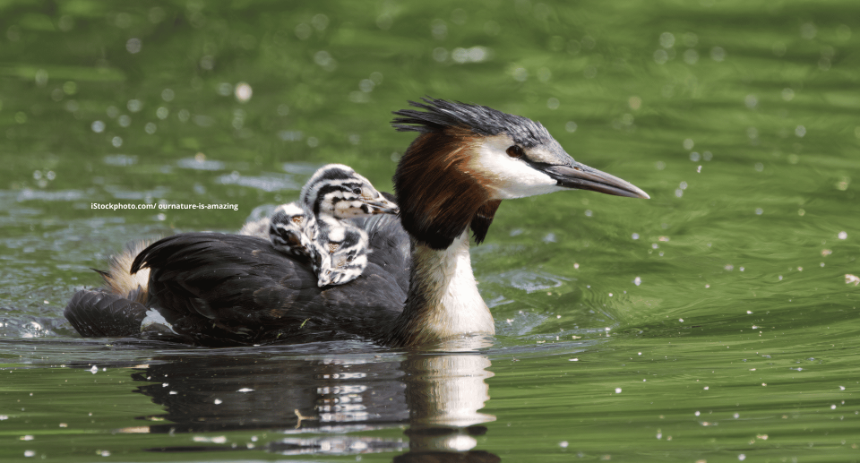 Lappentaucher (Vogelfamilie)