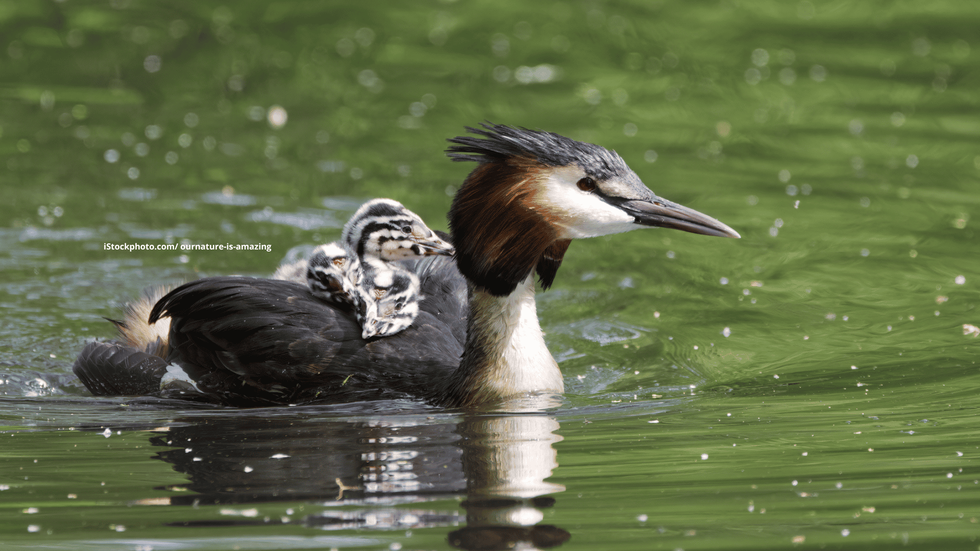 Lappentaucher (Vogelfamilie)