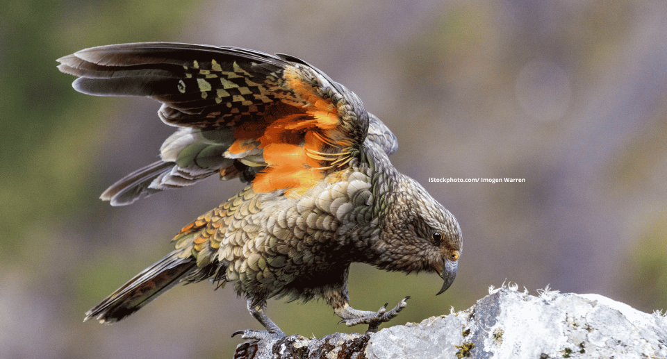 Kea: Neugieriger Schafschreck