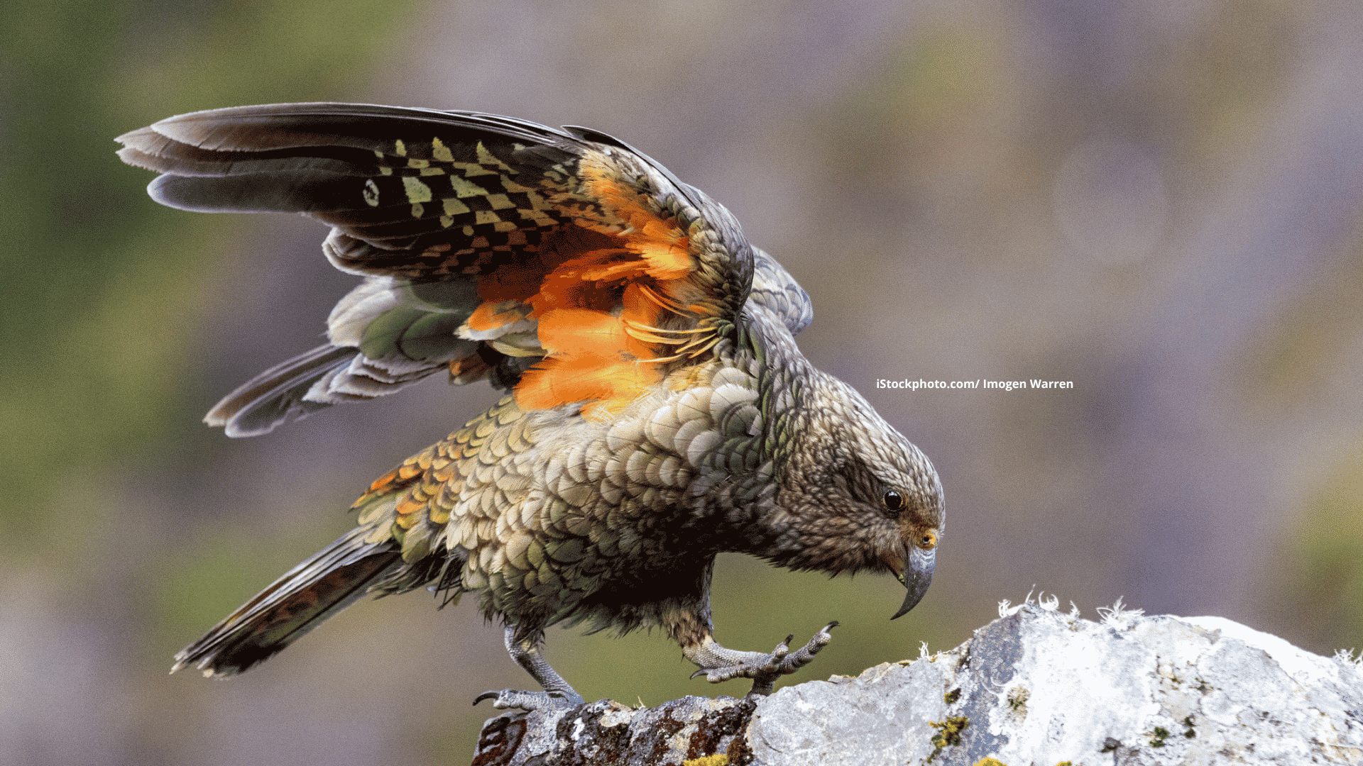 Kea: Neugieriger Schafschreck