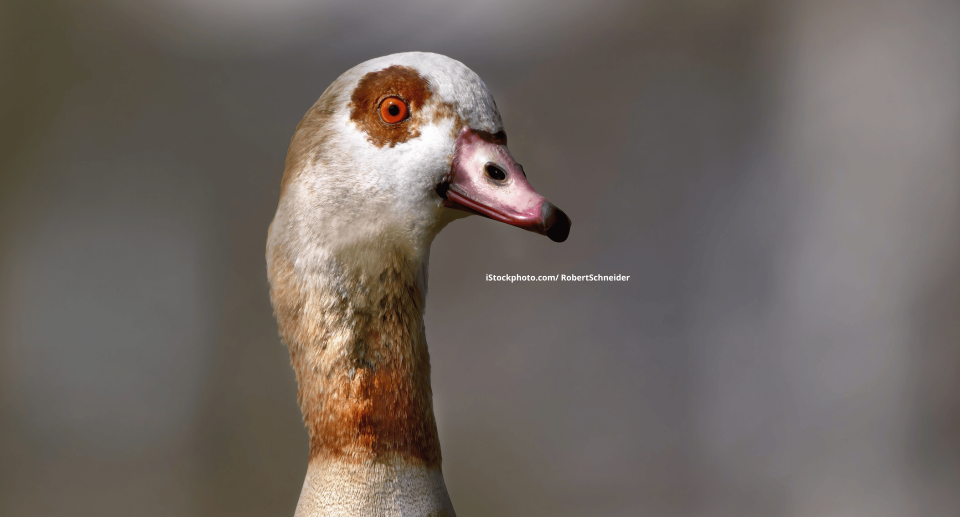 Eine Nilgans.
