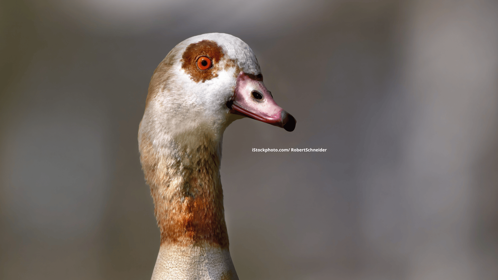 Nilgans: Kontroverse Kämpferin