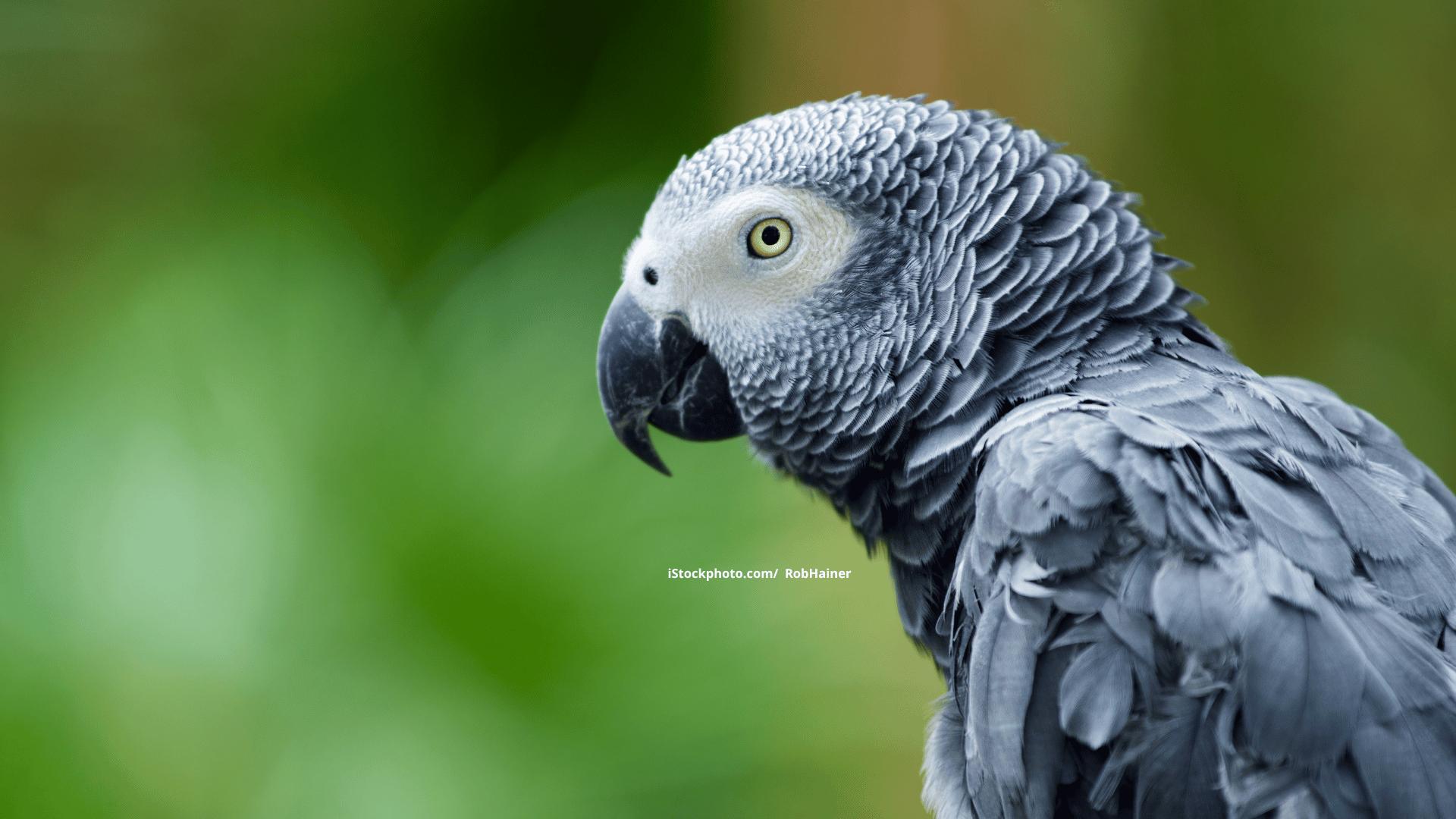 Wie schlau sind Vögel?