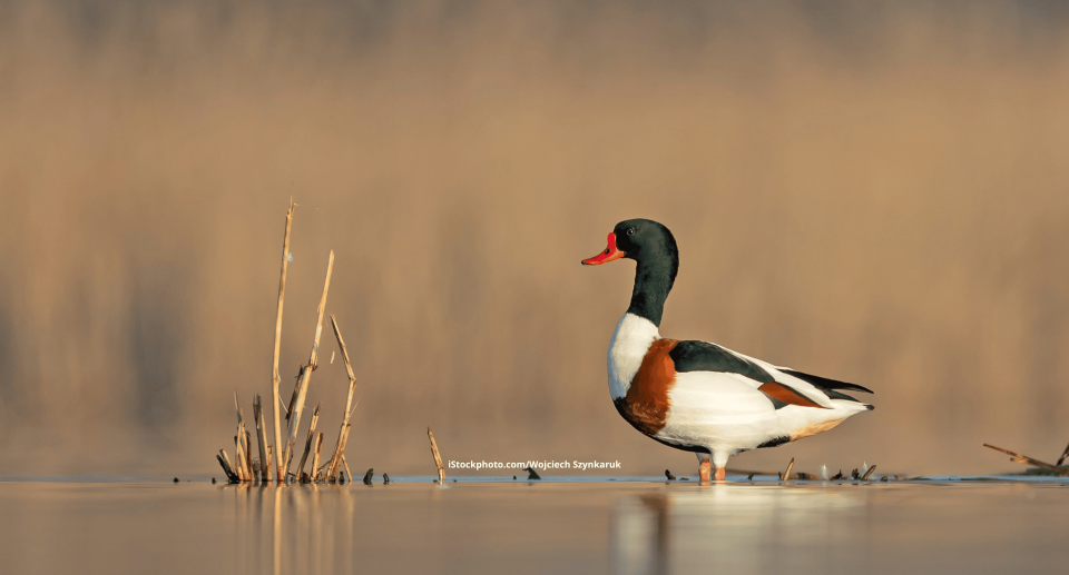 Eine Brandgans, diein flachem Wasser steht.