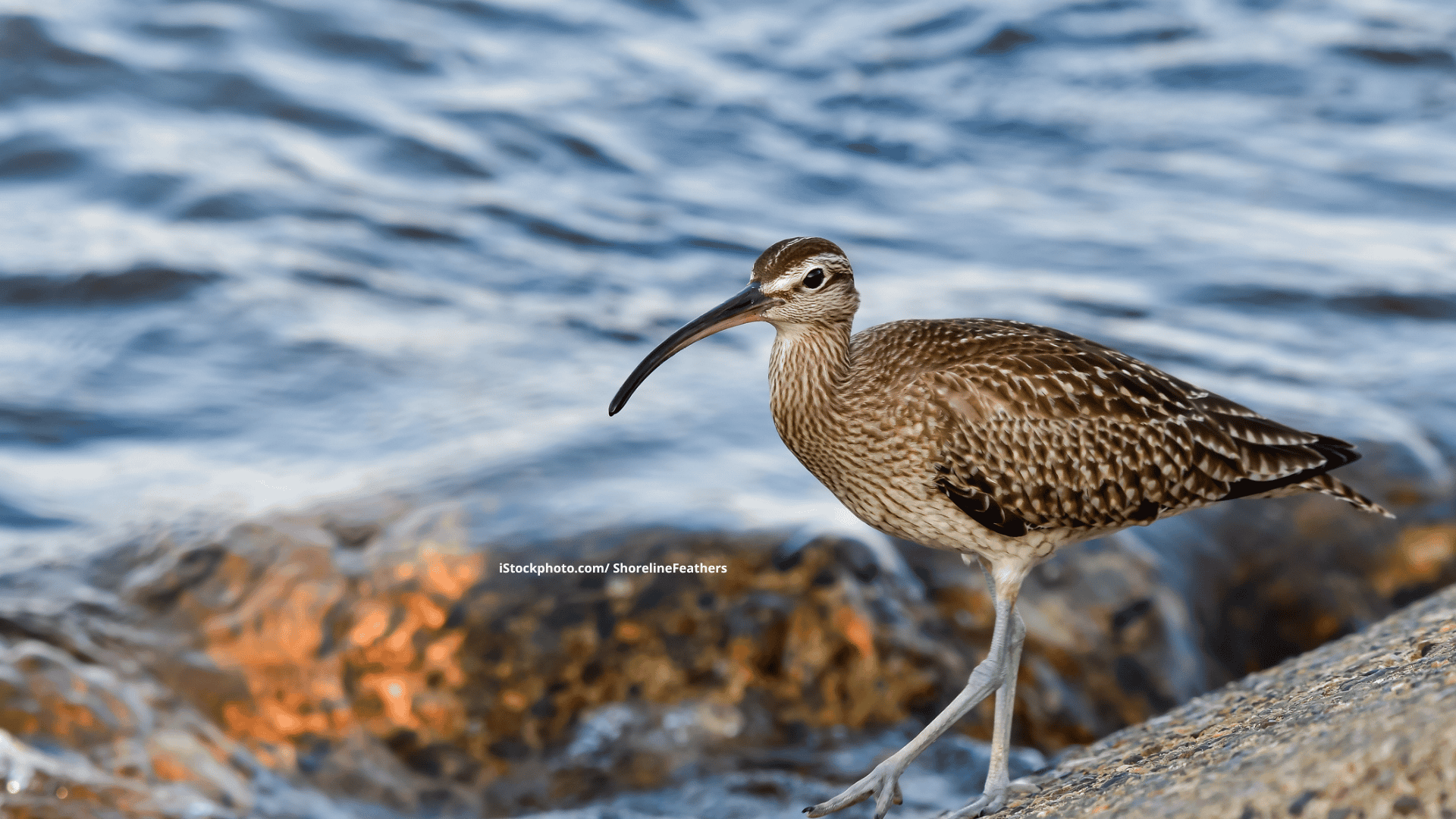 Regenbrachvogel: Seltener Gast des Nordens