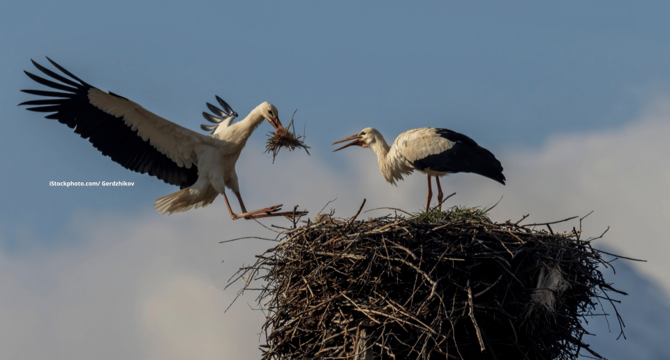 Wie bauen Vögel ihre Nester – und warum so unterschiedlich? 