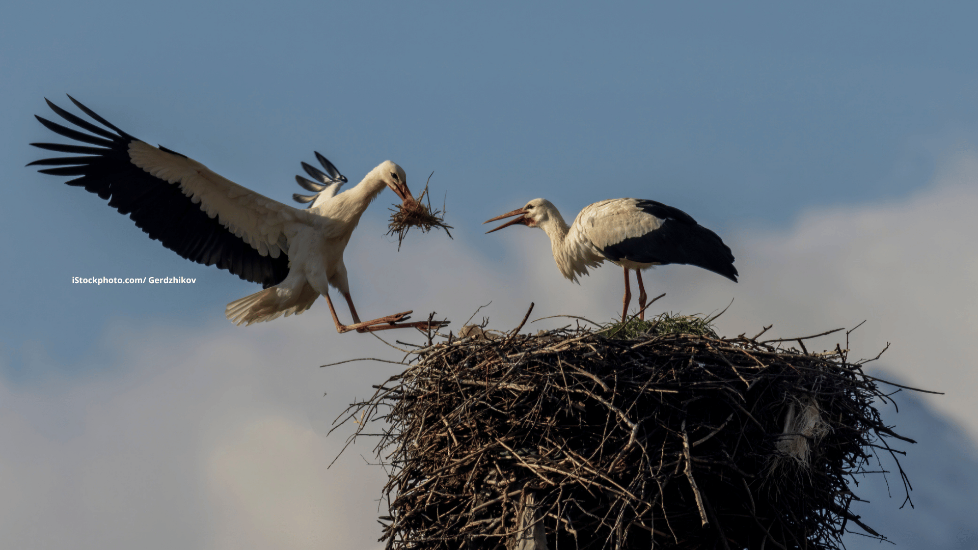 Wie bauen Vögel ihre Nester – und warum so unterschiedlich? 