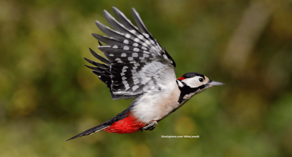 Wie lernen Jungvögel fliegen? 