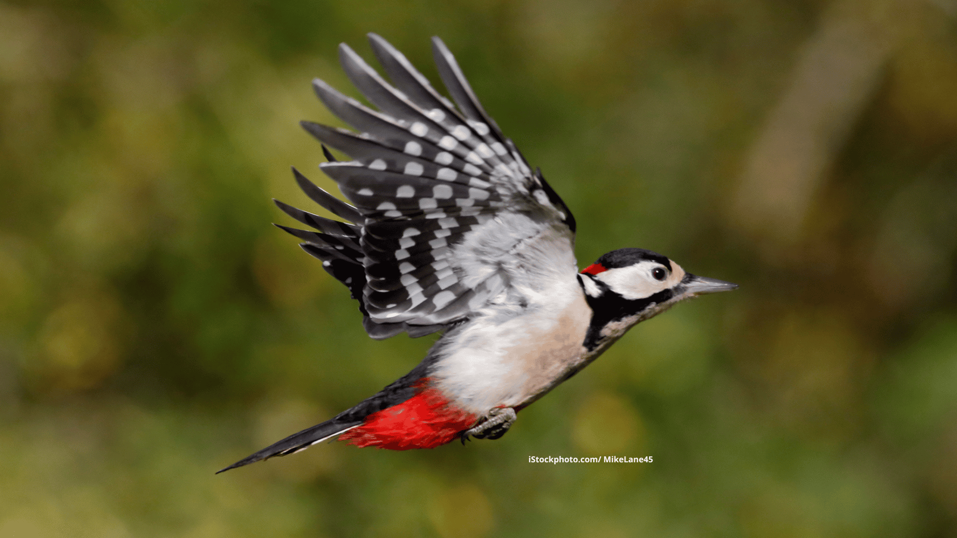 Wie lernen Jungvögel fliegen? 