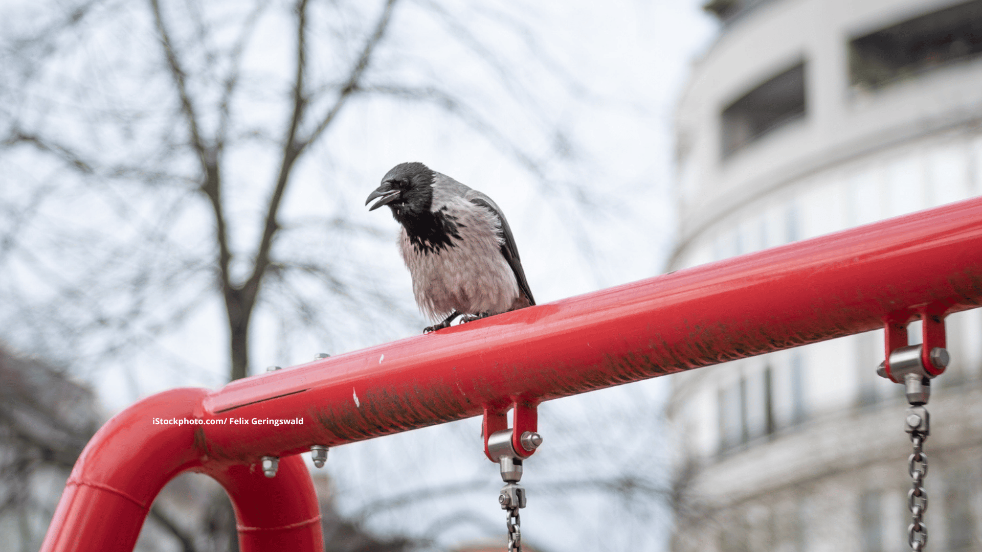 Vögel in der Stadt: Vogelbeobachtung