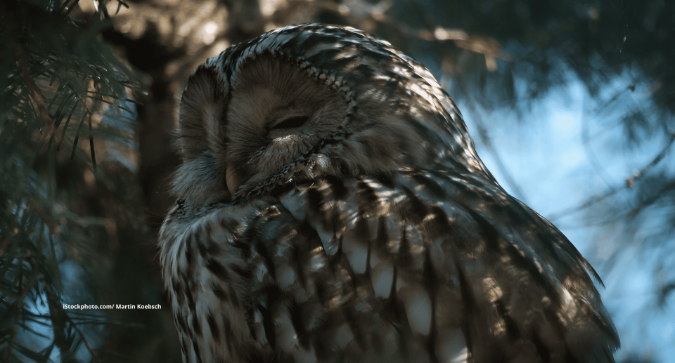 Können Vögel träumen?