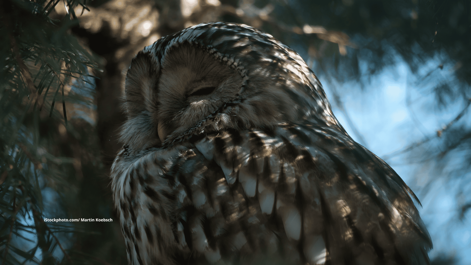 Können Vögel träumen?