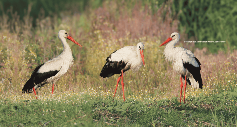 Störche (Vogelfamilie)