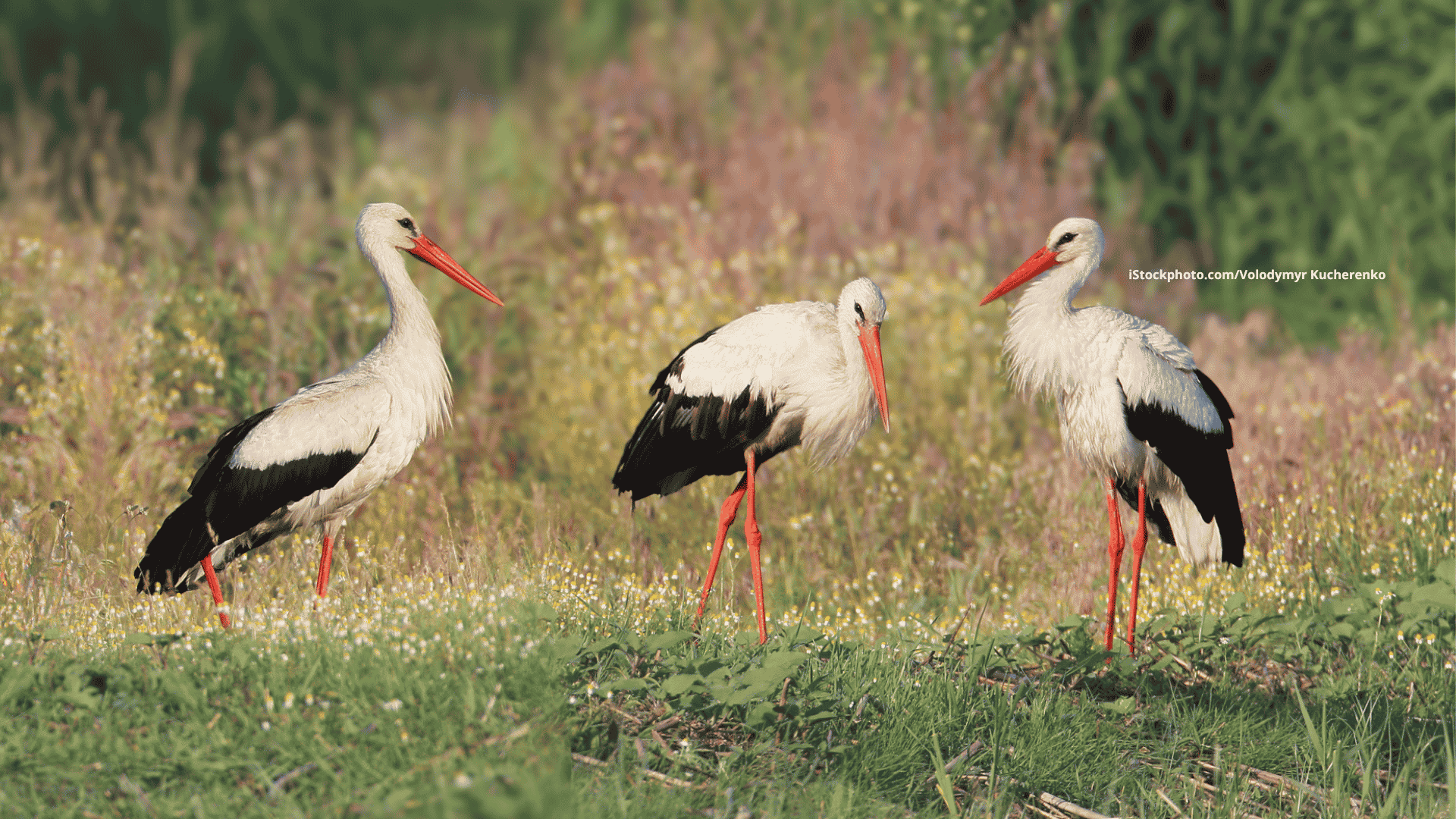 Störche (Vogelfamilie)